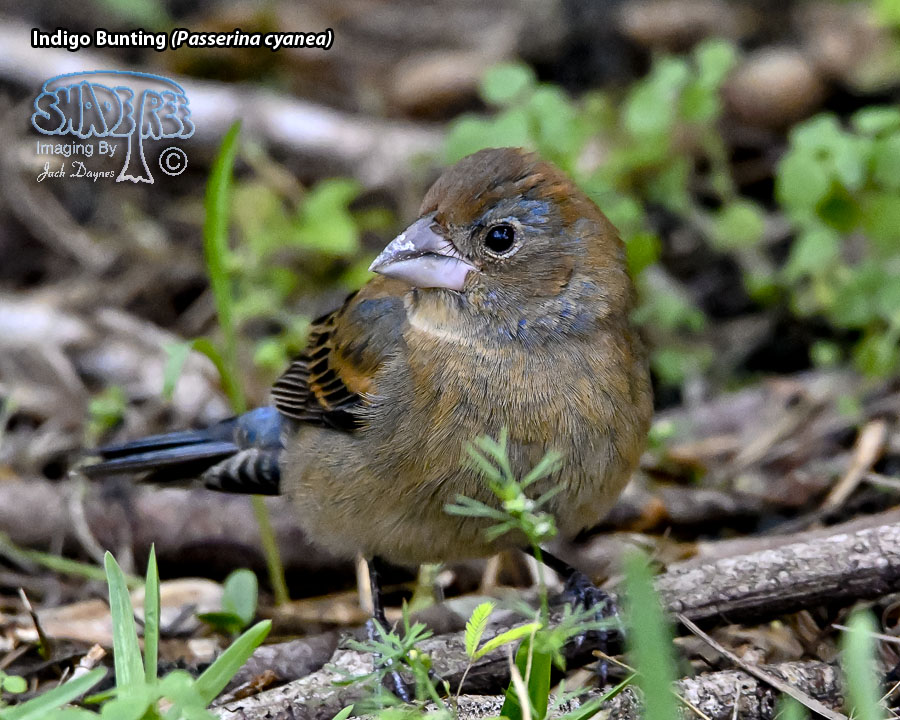 Indigo Bunting - Passerina cyanea