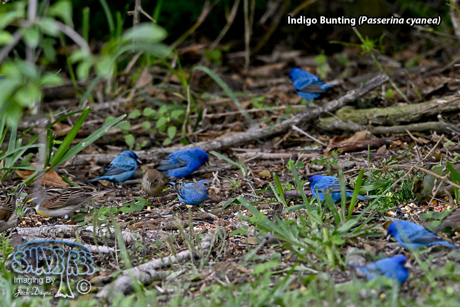 Indigo Bunting - Passerina cyanea