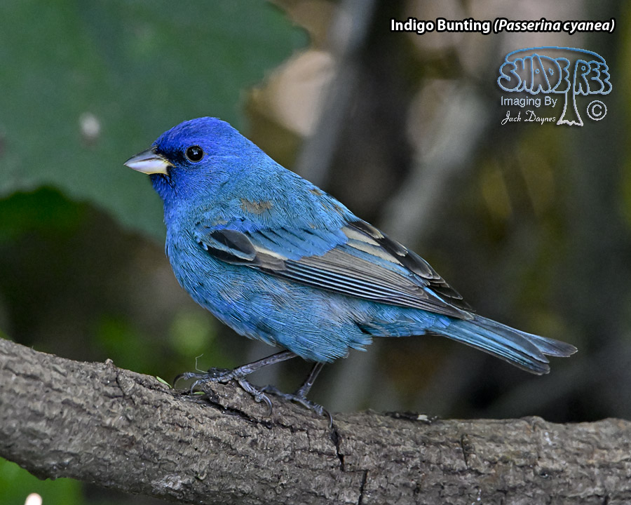 Indigo Bunting - Passerina cyanea