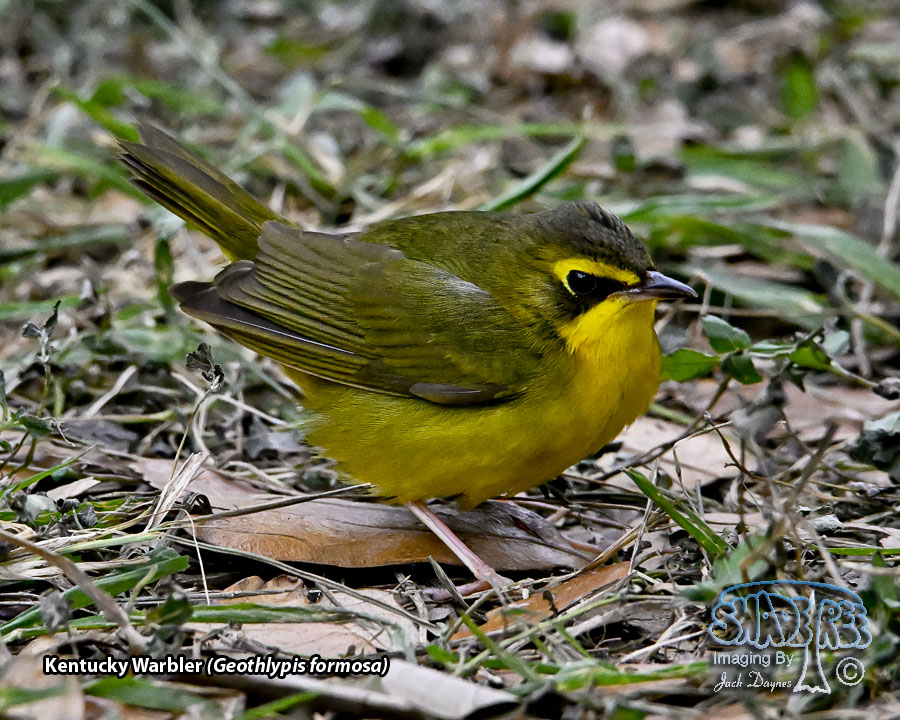 Kentucky Warbler - Geothlypis formosa