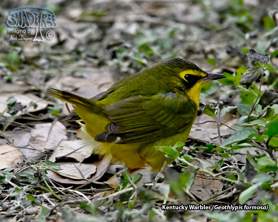 Kentucky Warbler - Geothlypis formosa