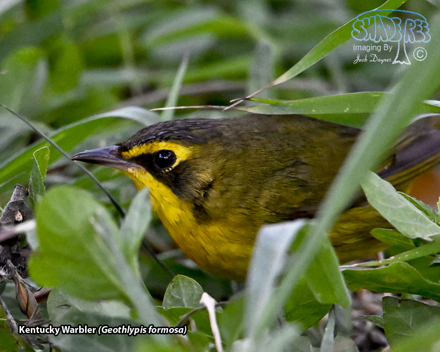 Kentucky Warbler - Geothlypis formosa