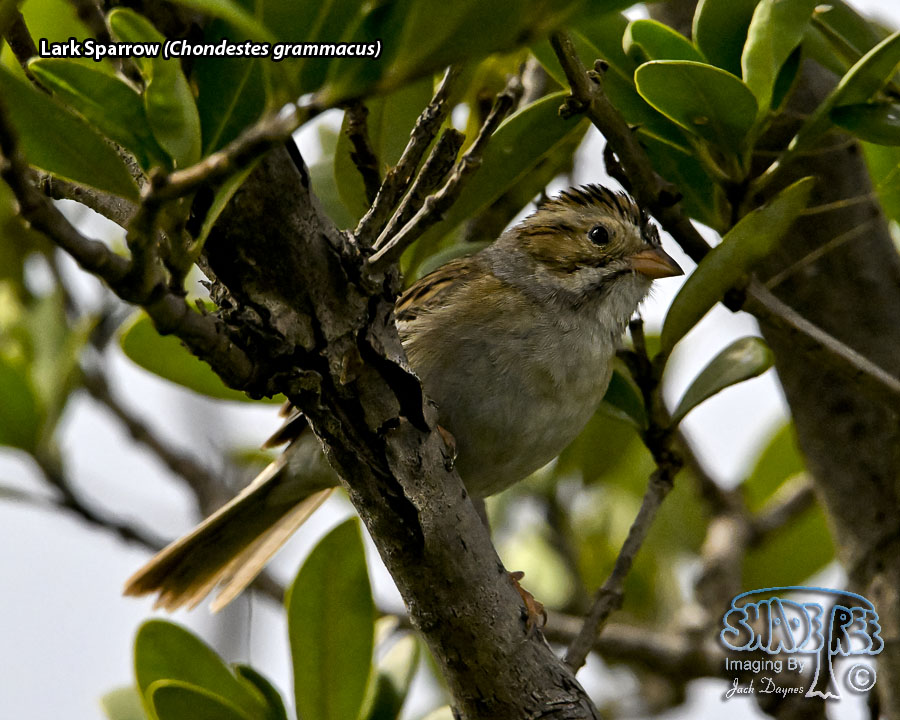 Lark Sparrow - Chondestes grammacus