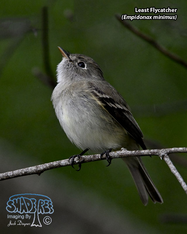 Least Flycatcher - Empidonax minimus
