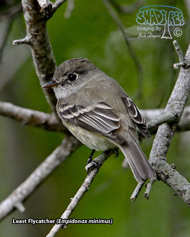 Least Flycatcher - Empidonax minimus