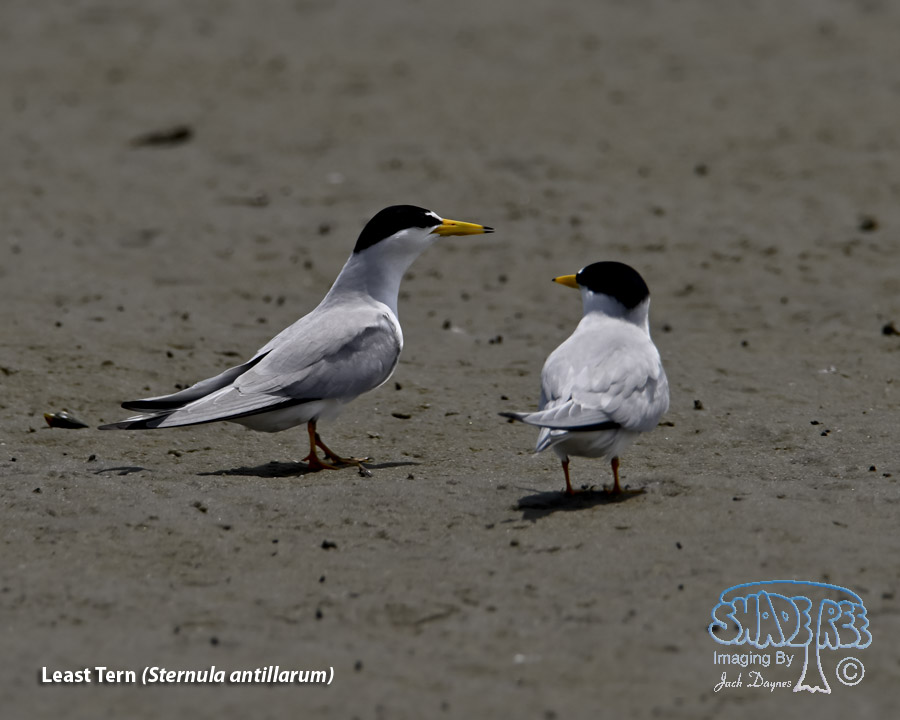 Least Tern - Sternula antillarum