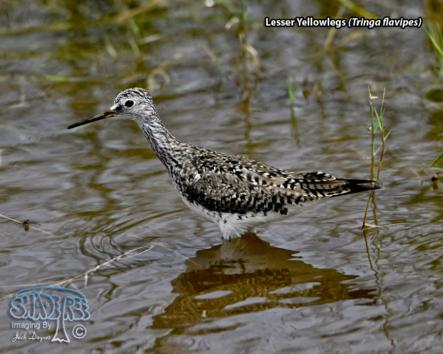 Lesser Yellowlegs - Tringa flavipes