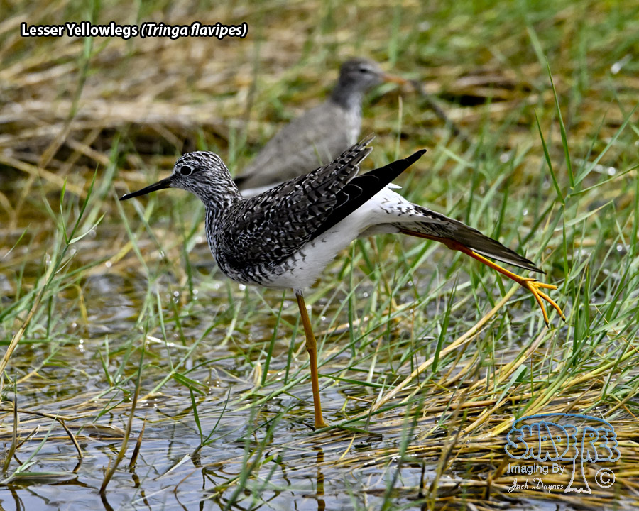 Lesser Yellowlegs - Tringa flavipes
