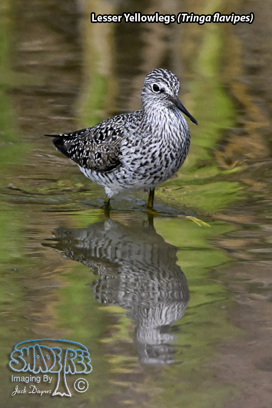 Lesser Yellowlegs - Tringa flavipes