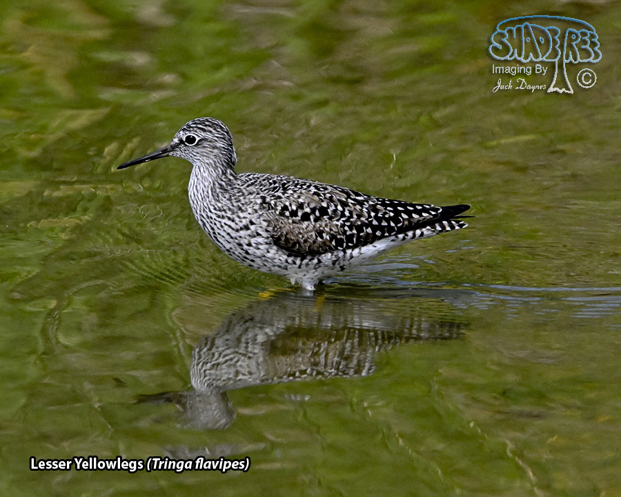 Lesser Yellowlegs - Tringa flavipes
