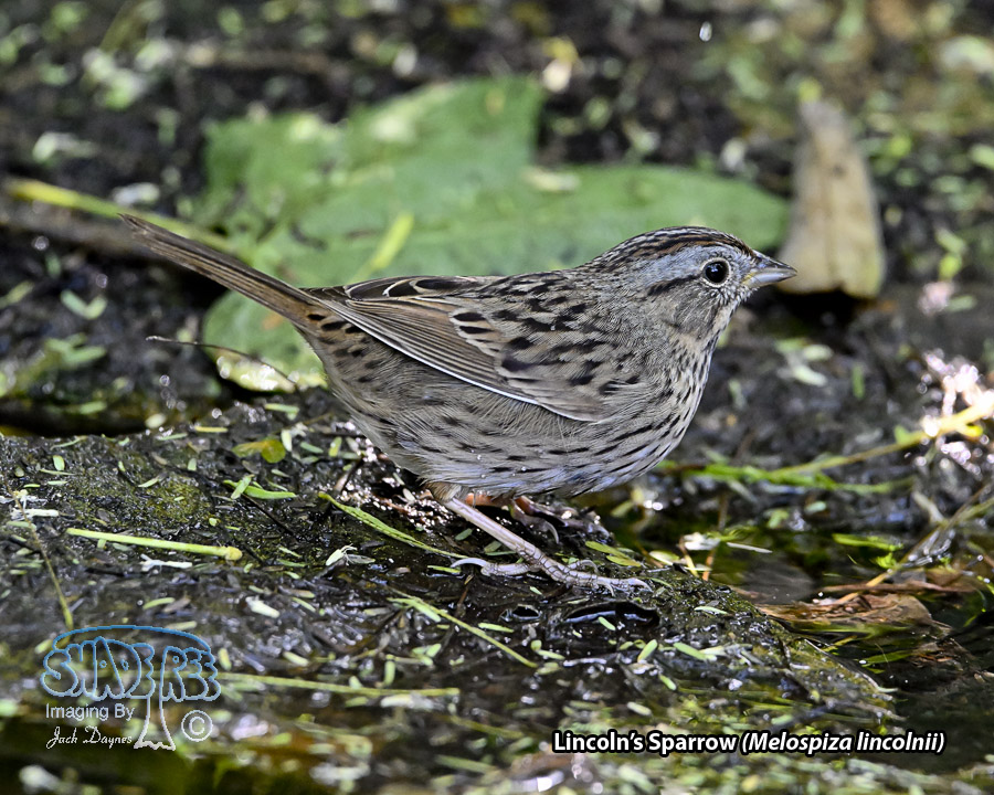 Lincoln's Sparrow - Melospiza lincolnii