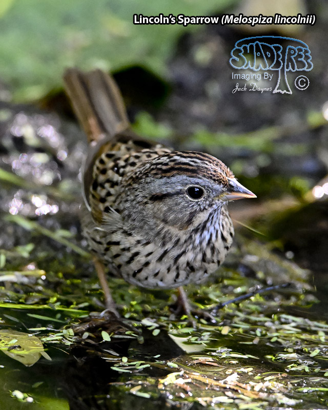 Lincoln's Sparrow - Melospiza lincolnii