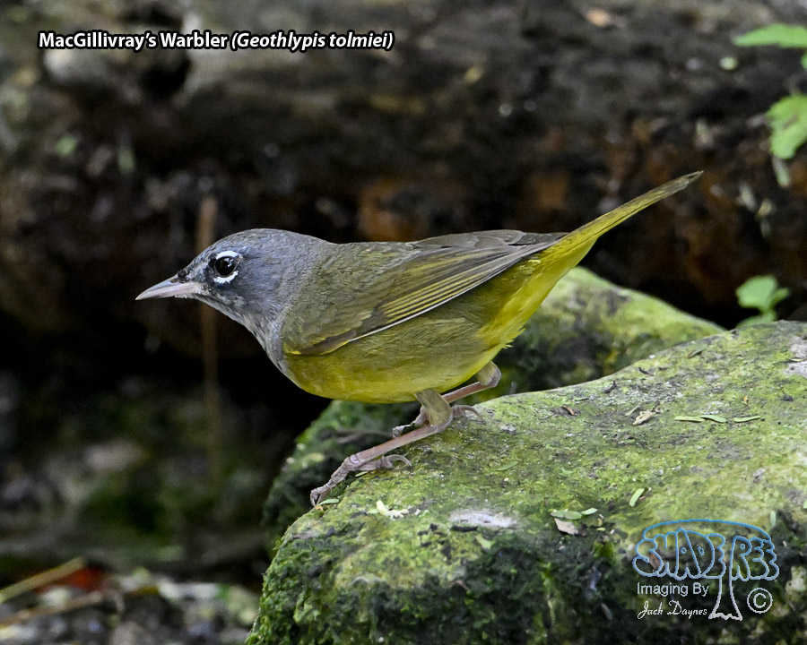 MacGillivray's Warbler - Geothlypis tolmiei