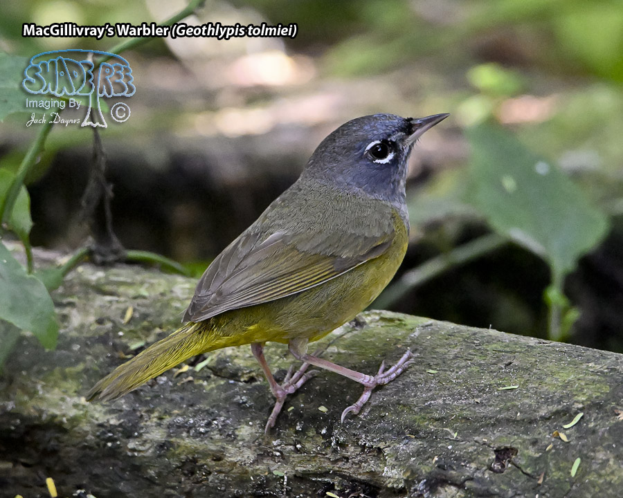MacGillivray's Warbler - Geothlypis tolmiei