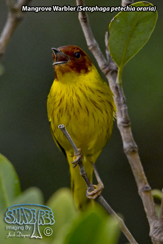 Mangrove Warbler - Setophaga petechia oraria