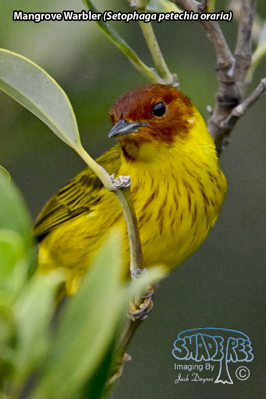 Mangrove Warbler - Setophaga petechia oraria