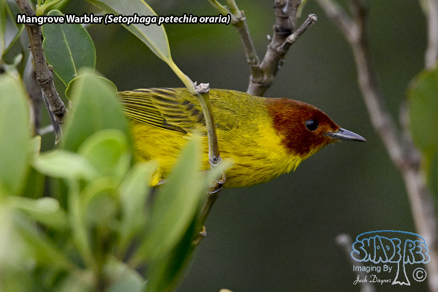 Mangrove Warbler - Setophaga petechia oraria