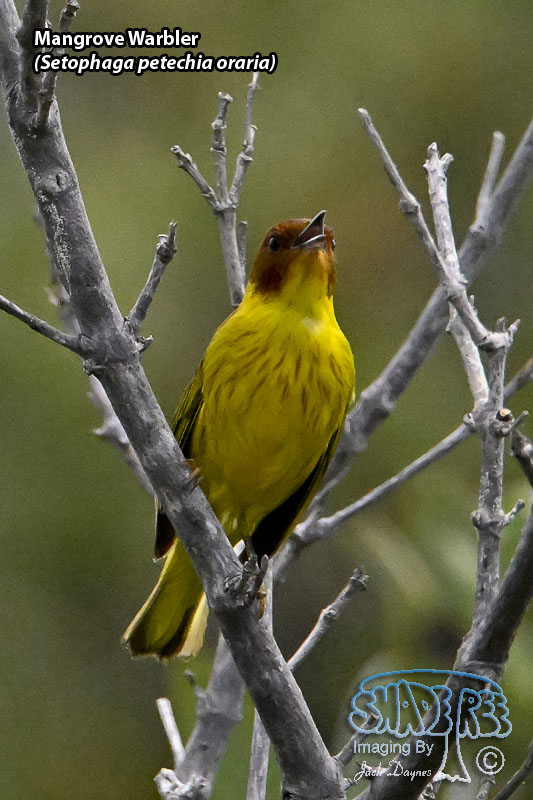 Mangrove Warbler - Setophaga petechia oraria