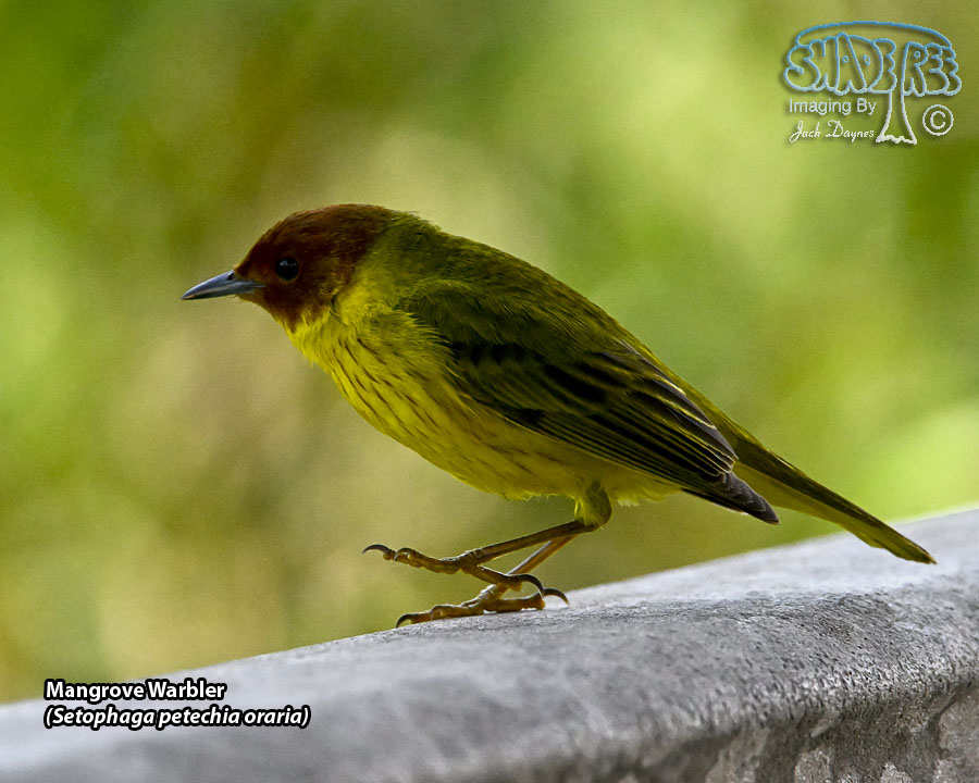Mangrove Warbler - Setophaga petechia oraria