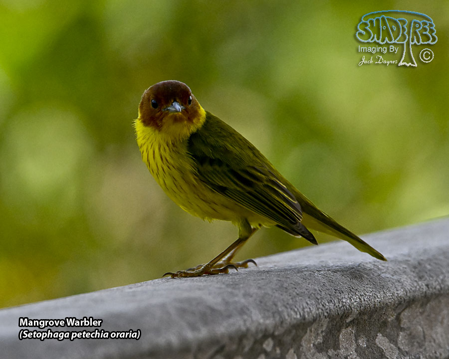 Mangrove Warbler - Setophaga petechia oraria
