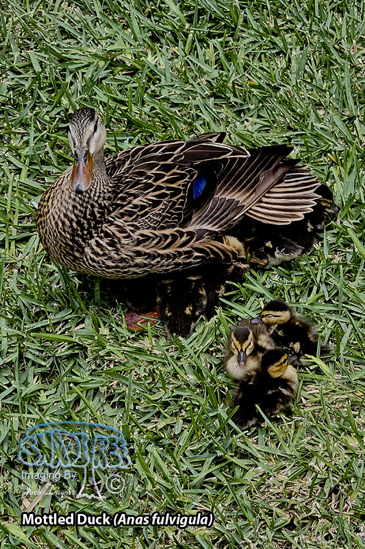 Mottled Duck - Anas fulvigula