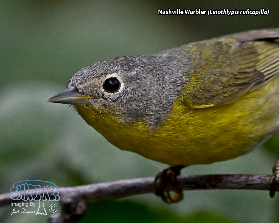 Nashville Warbler - Leiothlypis ruficapilla