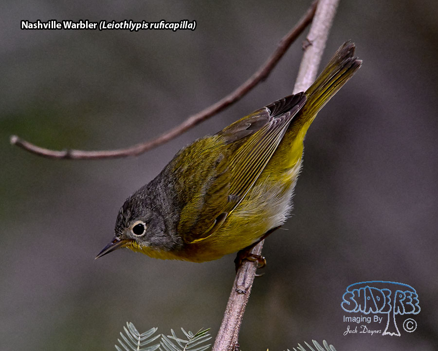 Nashville Warbler - Leiothlypis ruficapilla