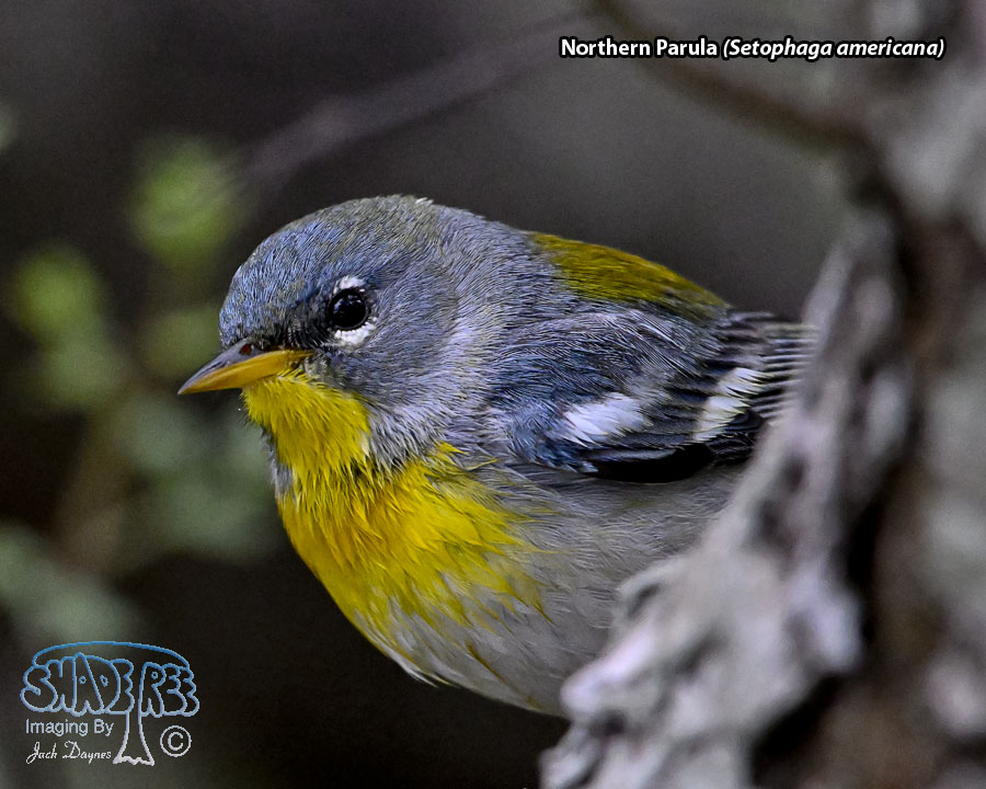 Northern Parula - Setophaga americana