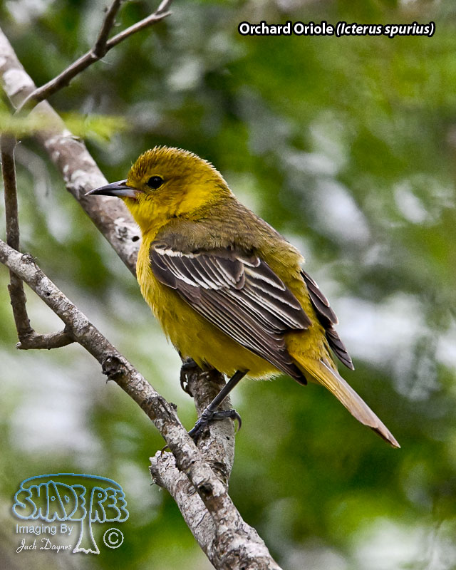Orchard Oriole - Icterus spurius