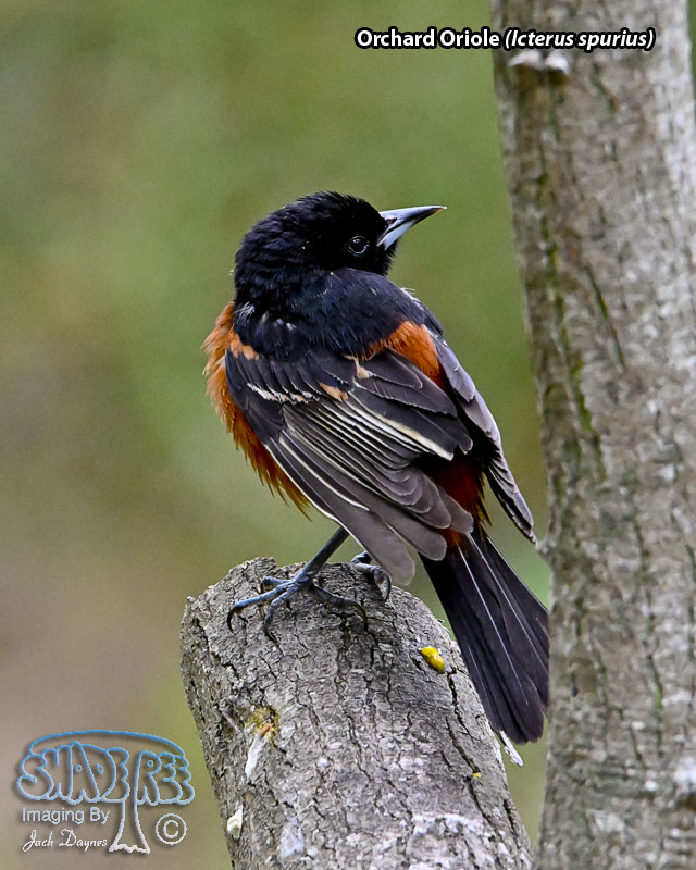 Orchard Oriole - Icterus spurius
