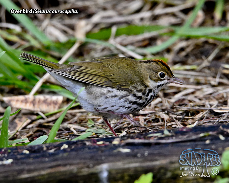 Ovenbird - Seiurus aurocapilla