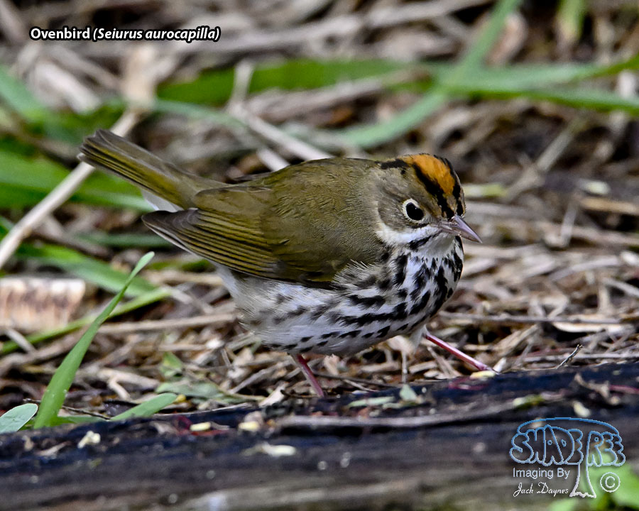 Ovenbird - Seiurus aurocapilla