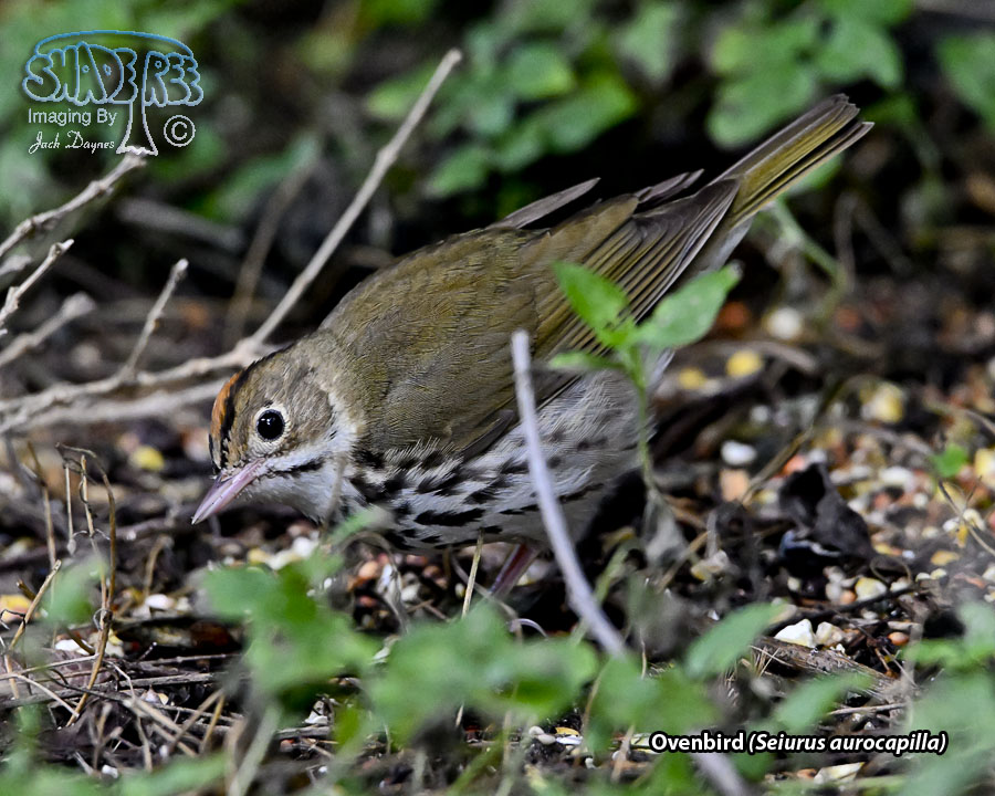 Ovenbird - Seiurus aurocapilla