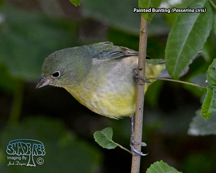Painted Bunting - Passerina ciris