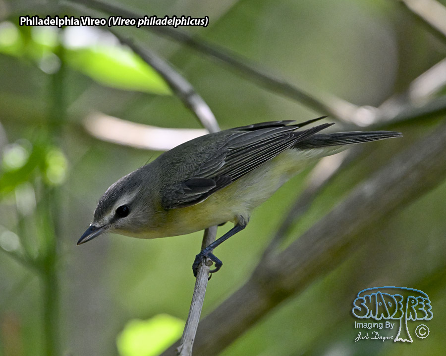 Philadelphia Vireo - Vireo philadelphicus