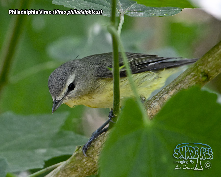 Philadelphia Vireo - Vireo philadelphicus