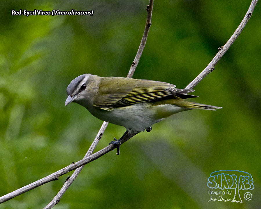 Red-Eyed Vireo - Vireo olivaceus