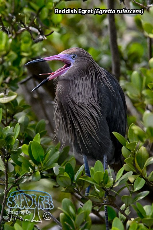 Reddish Egret - Egretta rufescens