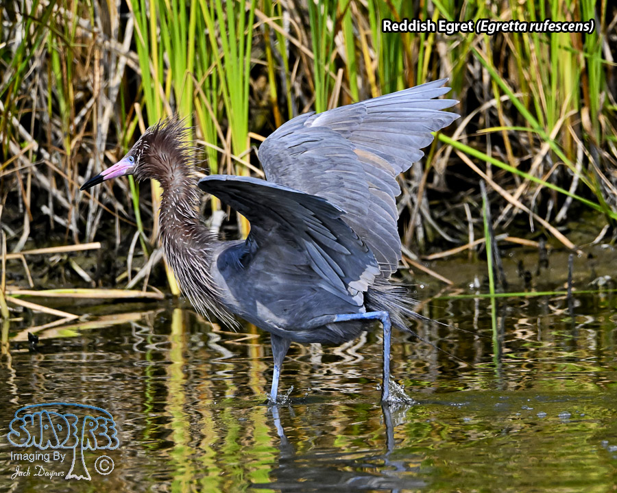 Reddish Egret - Egretta rufescens