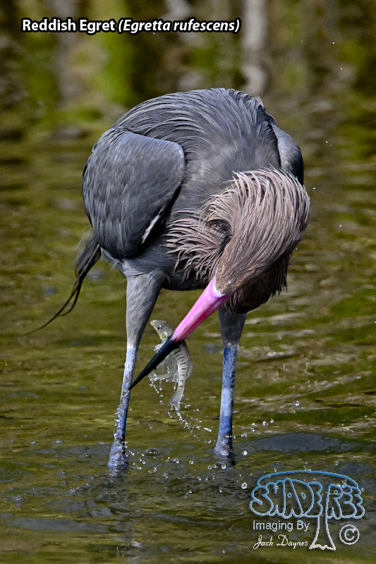 Reddish Egret - Egretta rufescens