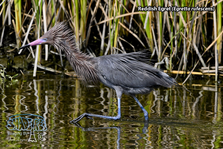 Reddish Egret - Egretta rufescens