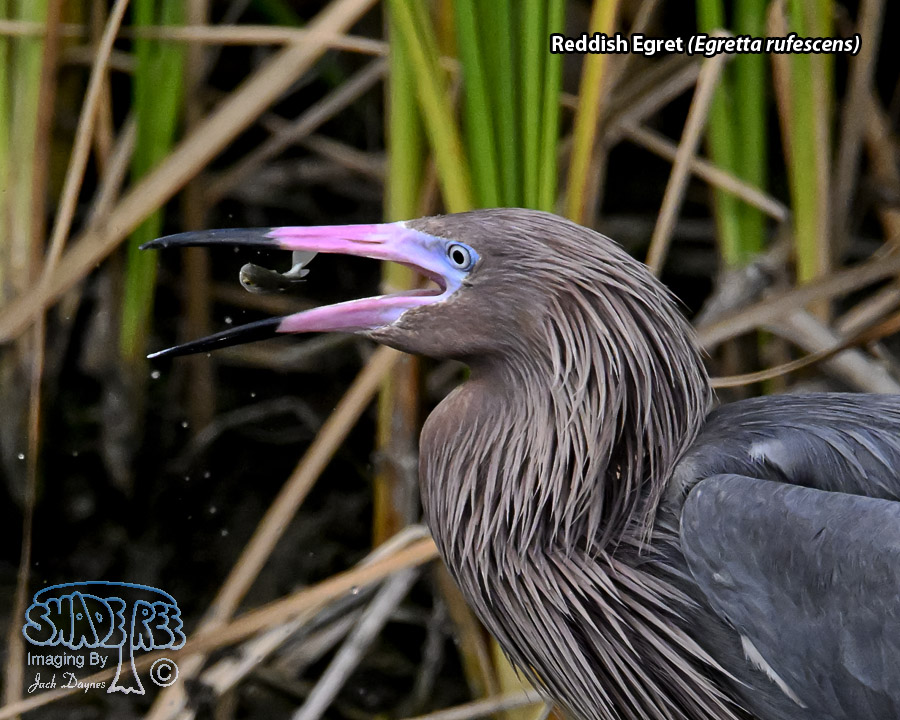 Reddish Egret - Egretta rufescens