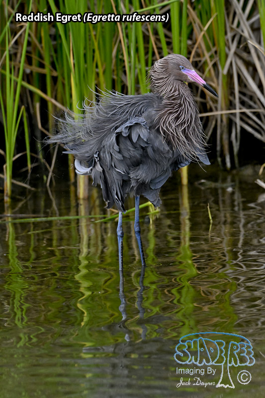 Reddish Egret - Egretta rufescens