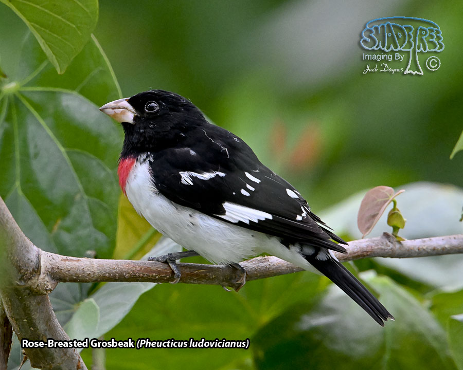 Rose-Breasted Grosbeak - Pheucticus ludovicianus