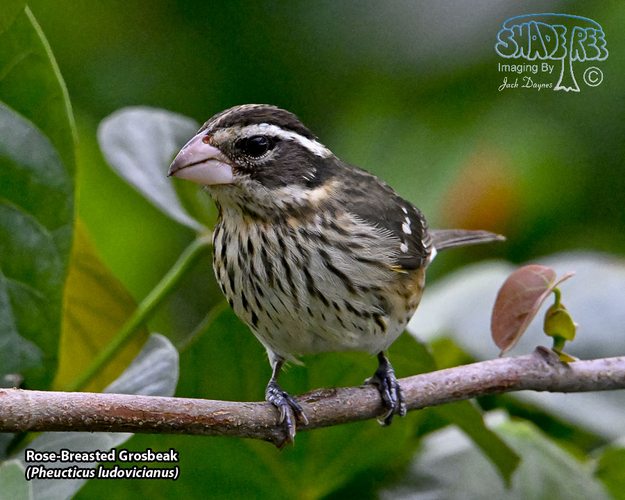 Rose-Breasted Grosbeak - Pheucticus ludovicianus