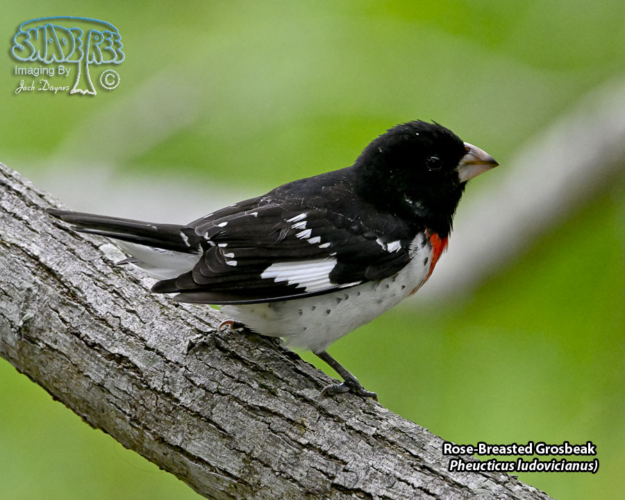 Rose-Breasted Grosbeak - Pheucticus ludovicianus