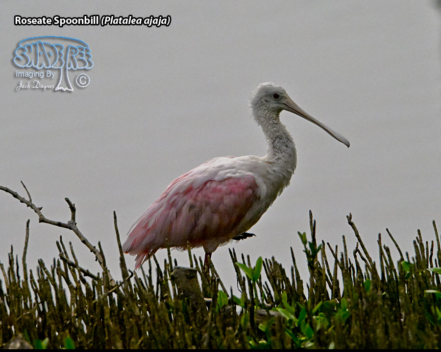 Roseate Spoonbill - Platalea ajaja