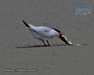 2024-04-15 South Padre Island