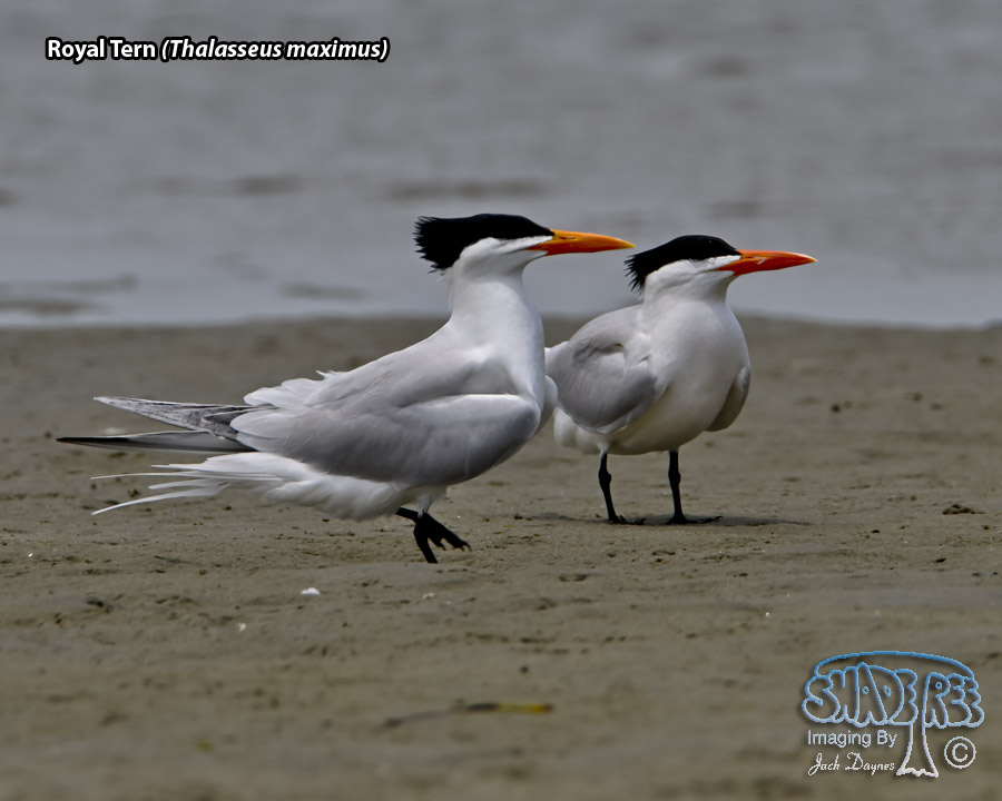Royal Tern - Thalasseus maximus
