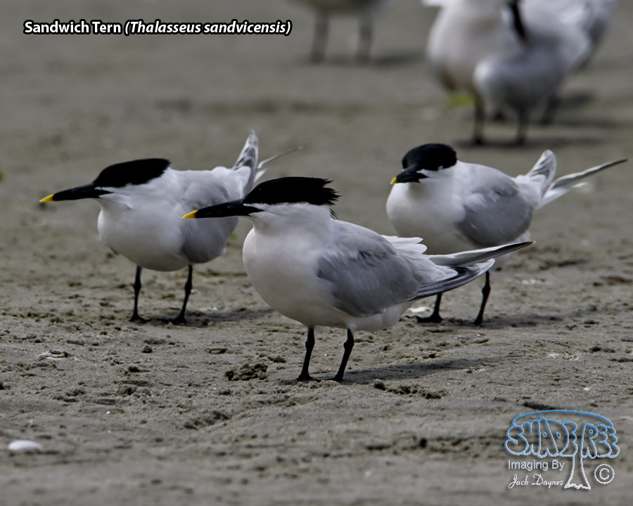 Sandwich Tern - Thalasseus sandvicensis